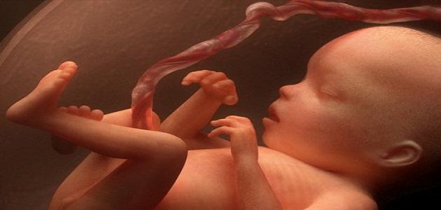مراحل الجنين في بطن أمه