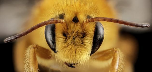 لسعات النحل والدبابير وتخفيف أثرها
