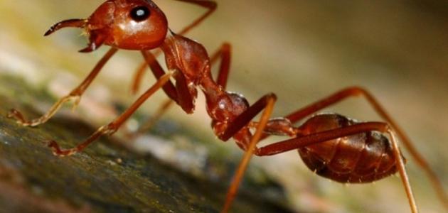حل مشكلة النمل في البيت