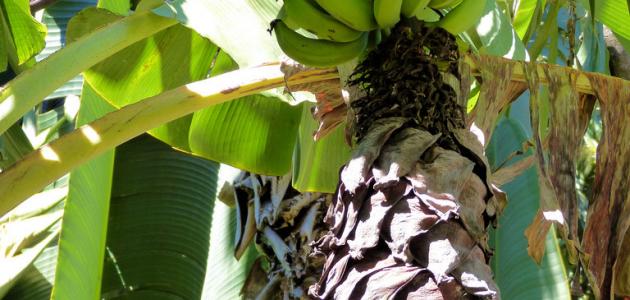 كيف يزرع الموز