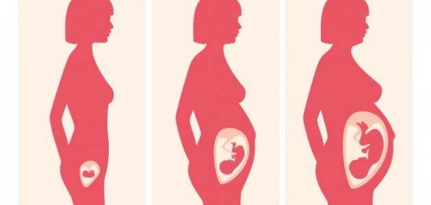 مراحل تطور الجنين في رحم الأم