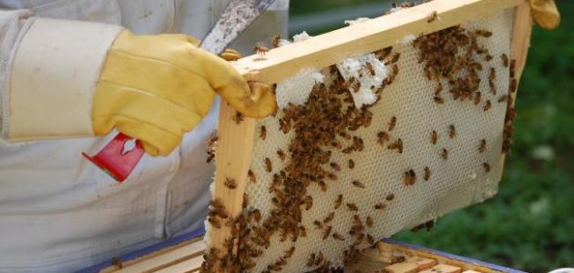 كيف يربى النحل