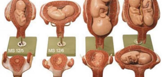 مراحل تكوين الجنين أسبوعياً