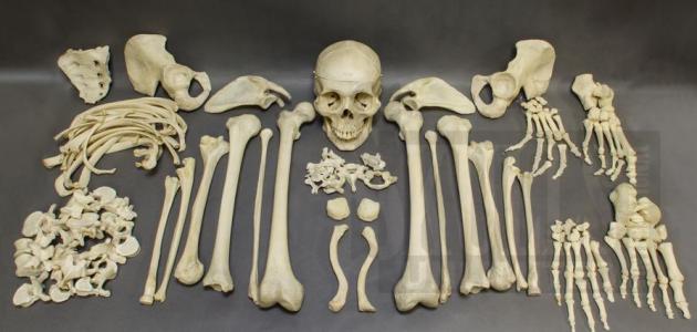 عدد عظام جسم الإنسان البالغ