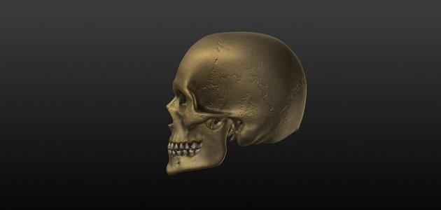 عدد العظام في جمجمة الإنسان