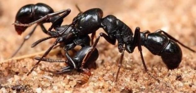 معلومات عن عالم النمل