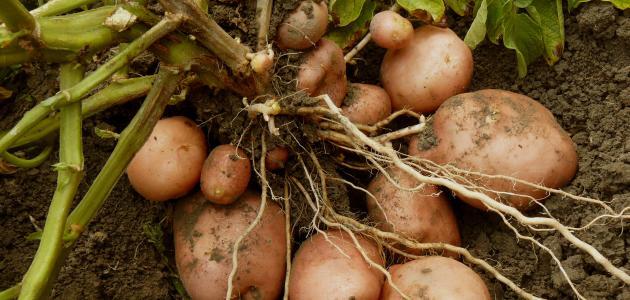 كم مدة زراعة البطاطس