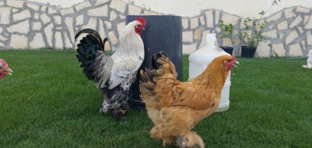 طريقة تربية دجاج البراهما