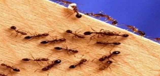 فوائد قرصة النمل