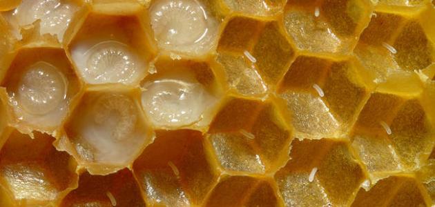 فوائد عسل ملكات النحل