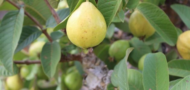 فوائد ومضار أوراق الجوافة