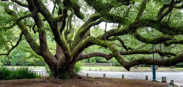 أقدم الأشجار في العالم