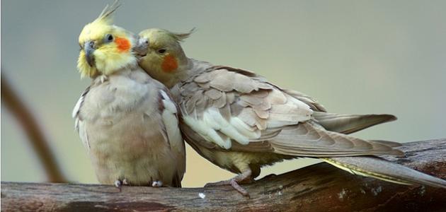 كيف تعتني بطيور الحب