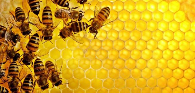 ما فوائد عسل البرسيم