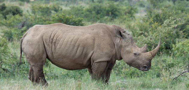 ما هو وحيد القرن