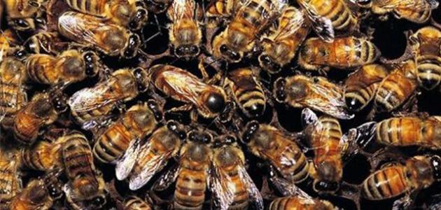 مفهوم مجتمع النحل