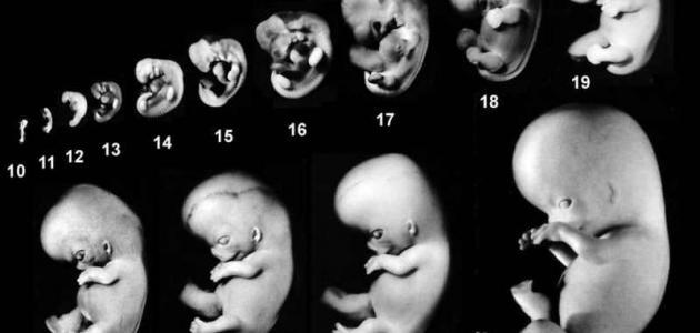 مراحل نمو الجنين في بطن أمه بالأسابيع