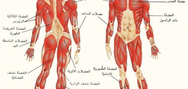 كم عدد عضلات الإنسان