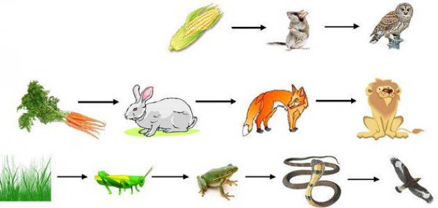 معلومات عن السلسلة الغذائية للحيوانات