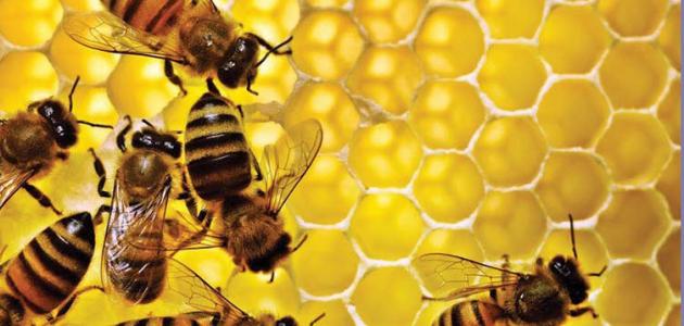 فوائد عسل النحل الأبيض