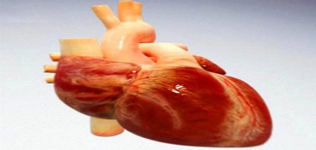 كيف ينتقل الدم خلال القلب