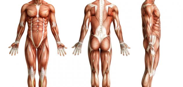كم عدد عضلات جسم الإنسان