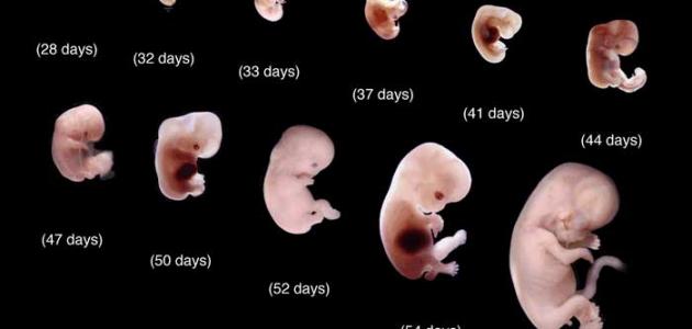 ما هي مراحل تكوين الجنين أسبوعياً