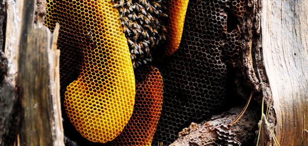 ماذا يطلق على بيت النحل