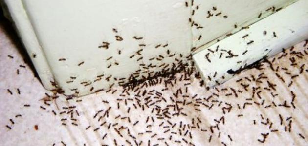 كيفية القضاء على النمل الصغير