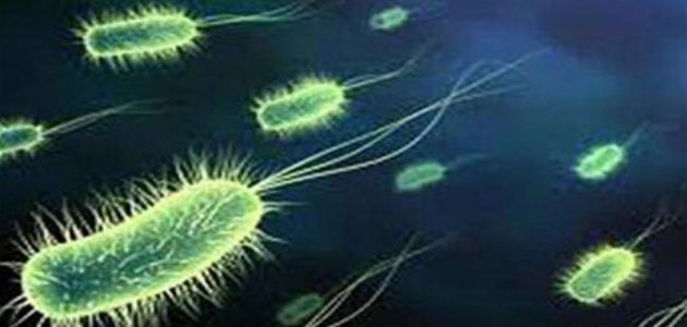 ما هي البكتيريا