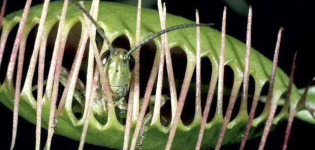 معلومات عن النباتات التي تصيد الحشرات