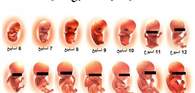 مراحل نمو الجنين في بطن أمه بالأشهر