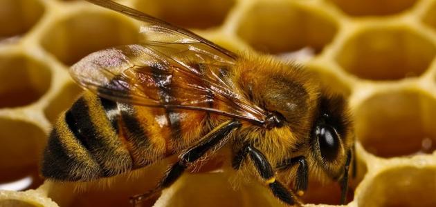 موضوع عن النحل والعسل