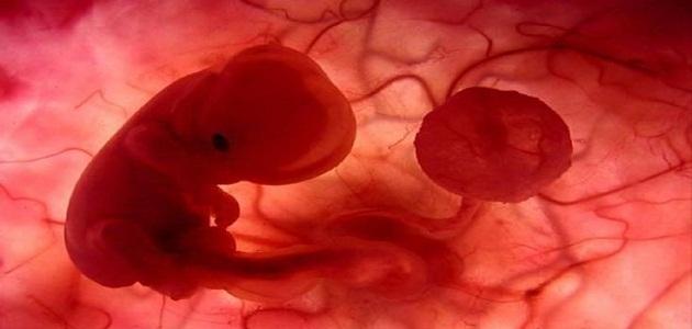 تكوين الجنين في بطن امه