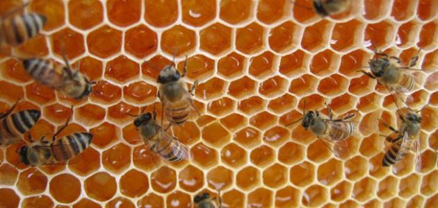 فوائد العسل الحر