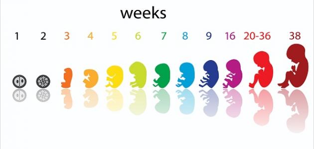 كيف يمكن حساب أسابيع الحمل