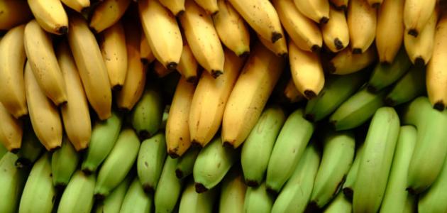 ماهي فوائد الموز