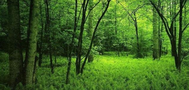 فوائد الغابات وكيفية المحافظة عليها