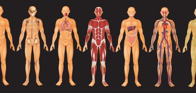 ما هي أجزاء جسم الإنسان