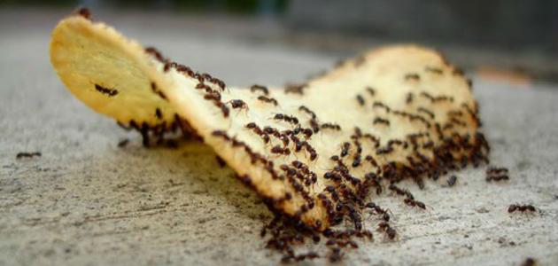 سبب وجود النمل في البيت