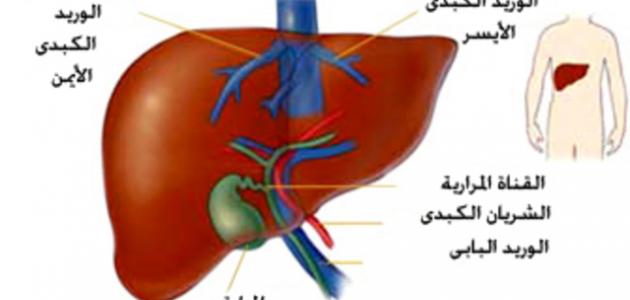 طرق انتقال التهاب الكبد الوبائي