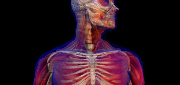 كم عدد العضلات في الجسم البشري