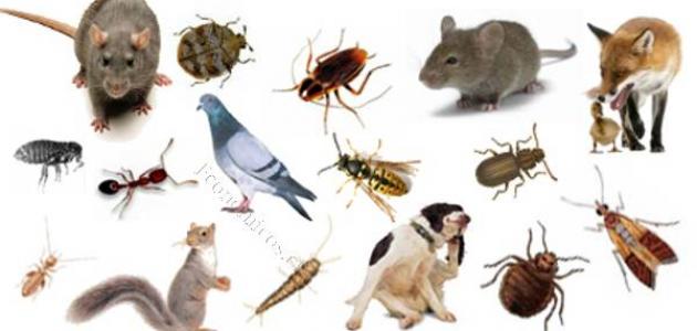 مكافحة الحشرات والآفات دون استخدام المواد الكيميائية