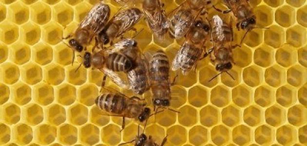 فوائد شمع عسل النحل