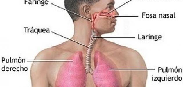 بحث عن الجهاز التنفسي