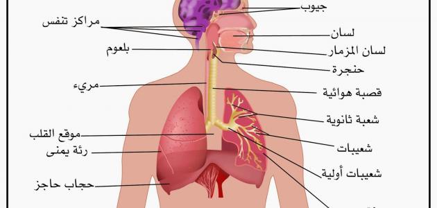 بحث حول الجهاز التنفسي