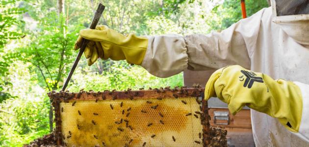 كيفية تربية النحل بتونس