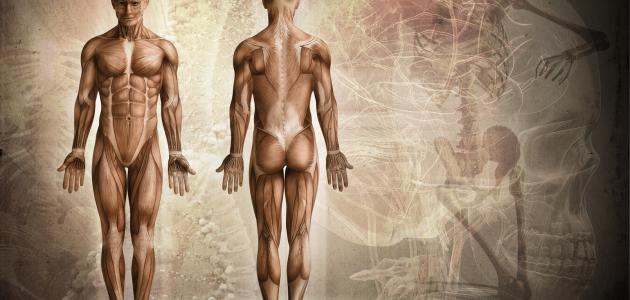ما عدد عضلات جسم الانسان