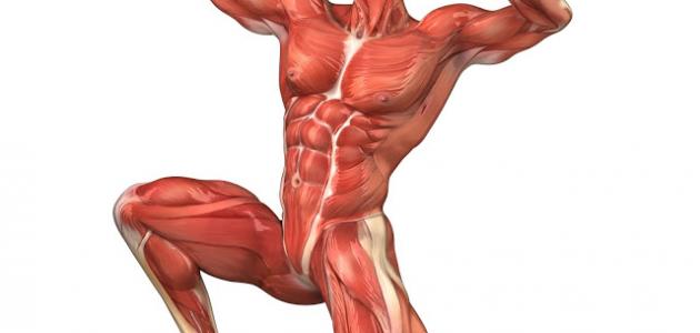 كم عدد عضلات الجسم