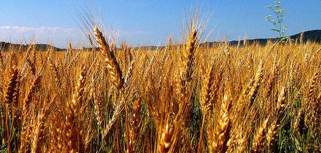 مراحل نمو نبات القمح